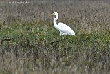 14-02-2025 - Breda - Een Grote Zilverreiger stapt aan de rand van de woonwijk Haagse Beemden door het veld op zoek naar voedsel. - Fotokrant